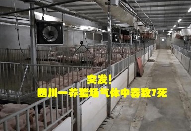 四川一养猪场发生化粪池气体中毒事故，，，，，，腾龙国际平台气体检测仪守护安全